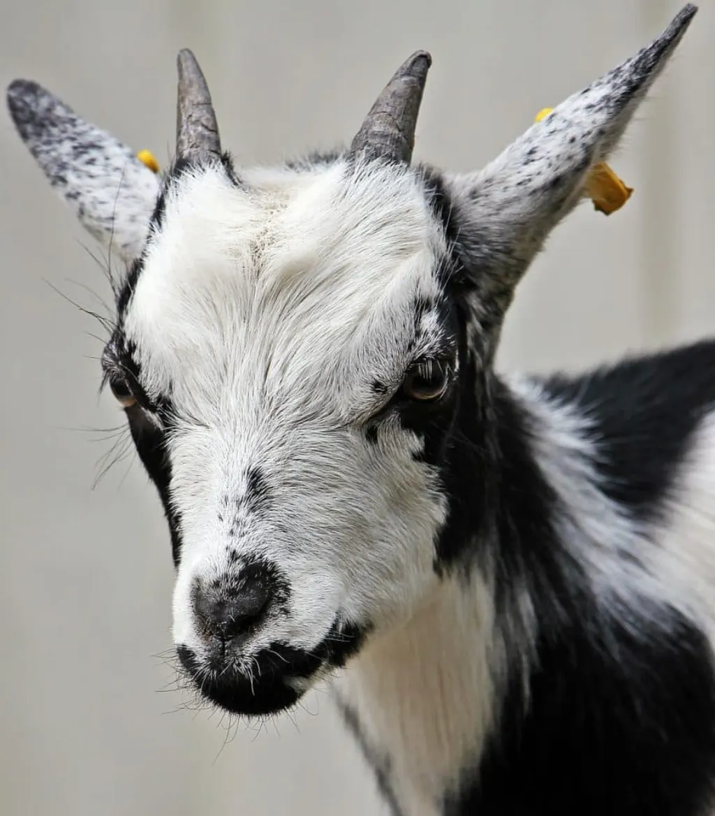 découvrez tout sur les chèvres : espèces, comportements, soins et bienfaits d'avoir une chèvre comme animal de compagnie ou de ferme. apprenez à les élever et à comprendre leur nature fascinante.