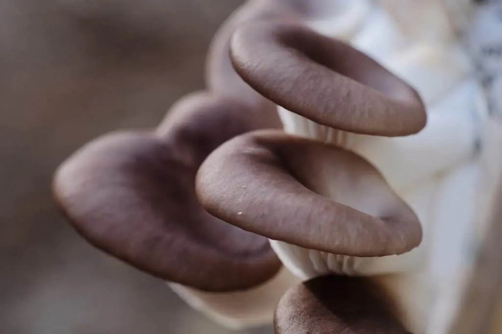 découvrez le monde fascinant des huîtres, un délice maritime aux multiples saveurs. apprenez tout sur leur culture, dégustation et bienfaits pour la santé, tout en explorant les différentes variétés d'huîtres qui raviront vos papilles.