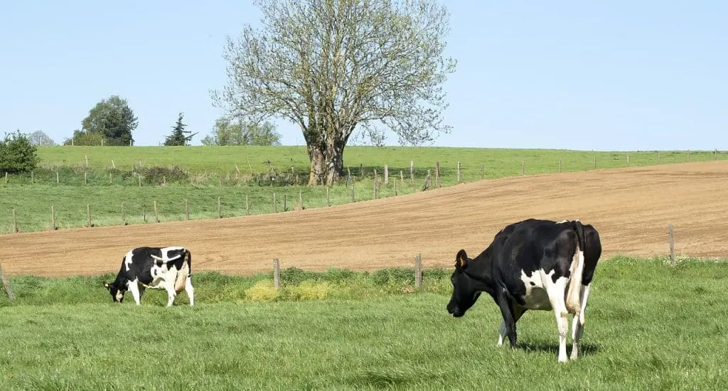 découvrez l'univers des produits laitiers, riches en saveurs et en nutrients. explorez une variété de fromages, de laits et yaourts, idéaux pour une alimentation saine et équilibrée. apprenez les bienfaits des produits laitiers pour votre santé et trouvez des recettes savoureuses à base de lait.