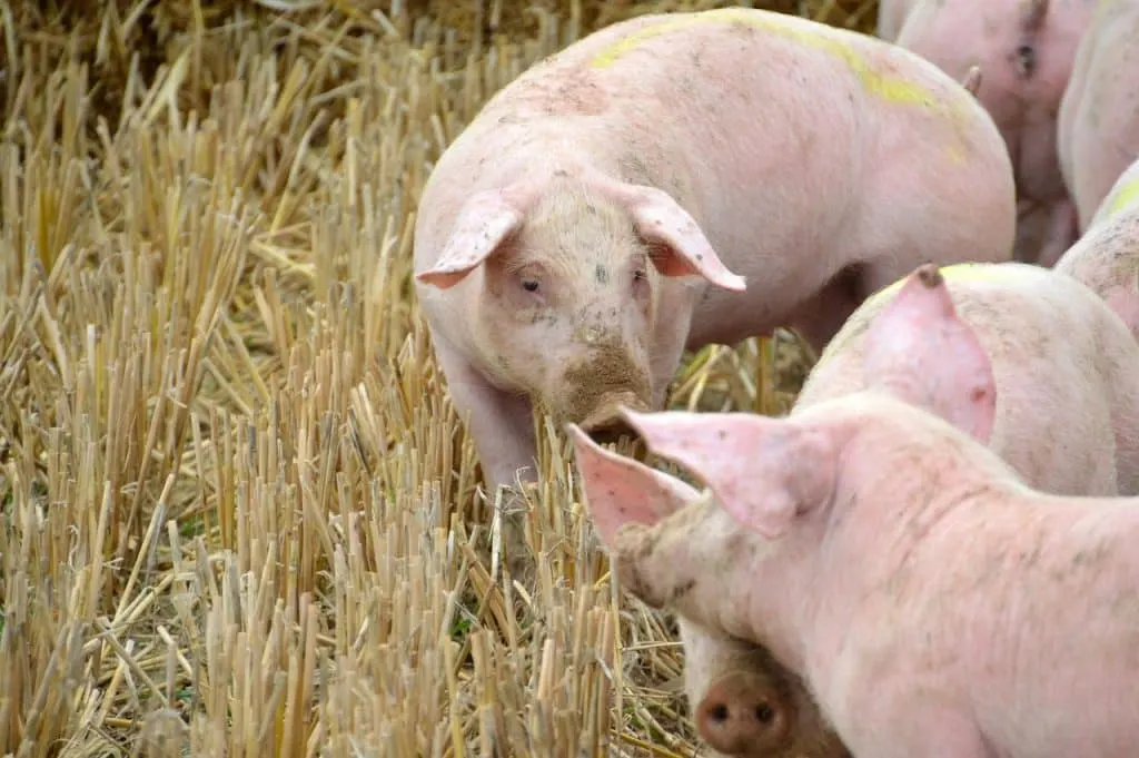 découvrez les différentes facettes de l'exploitation, qu'elle soit agricole, industrielle ou humaine, et comprenez ses enjeux, ses impacts et les stratégies pour une gestion durable et éthique. plongez dans un sujet crucial de notre société moderne.