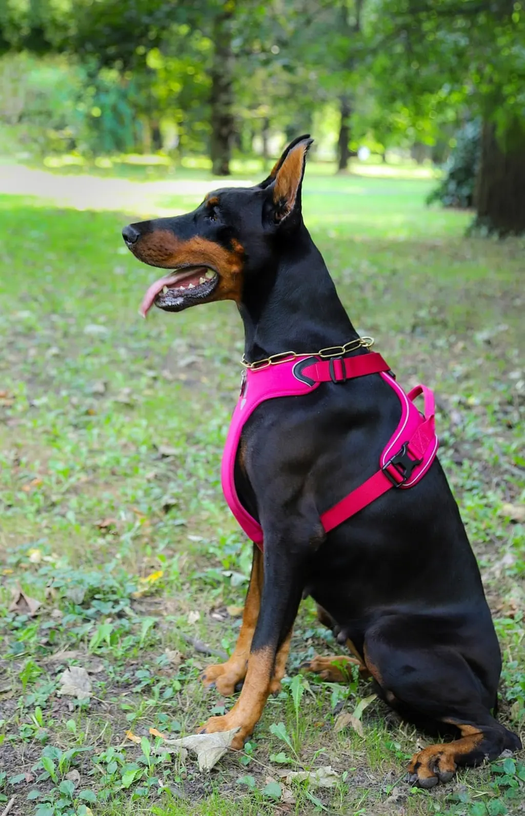 découvrez nos services de pet-sitting professionnels et fiables pour veiller sur vos animaux de compagnie pendant votre absence. offrez-leur le confort et l'attention qu'ils méritent avec nos passionnés de petsitting, disponibles pour des visites à domicile, des promenades et plus encore.