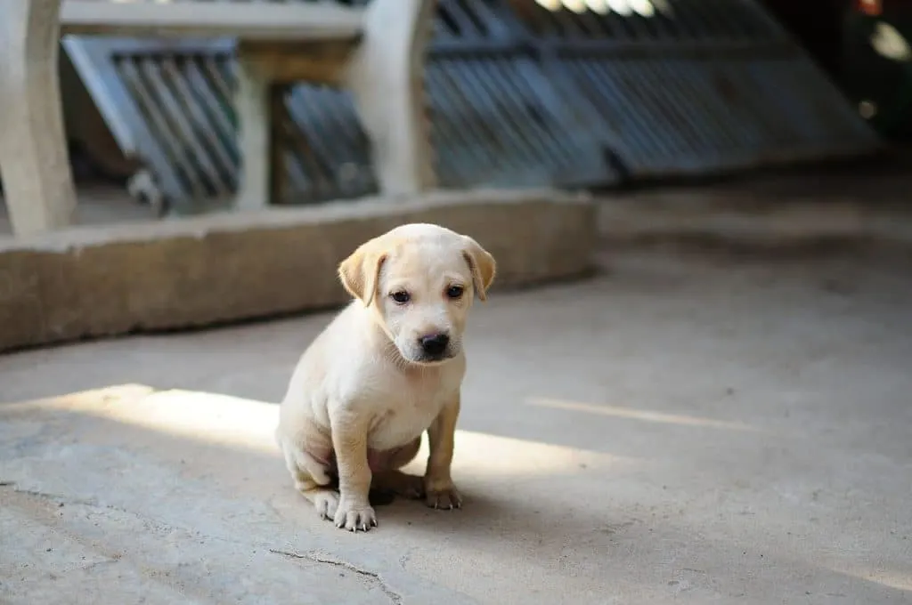 découvrez nos services de pet-sitting professionnels pour prendre soin de vos animaux de compagnie pendant votre absence. promesse de bien-être et de sécurité pour vos fidèles compagnons.