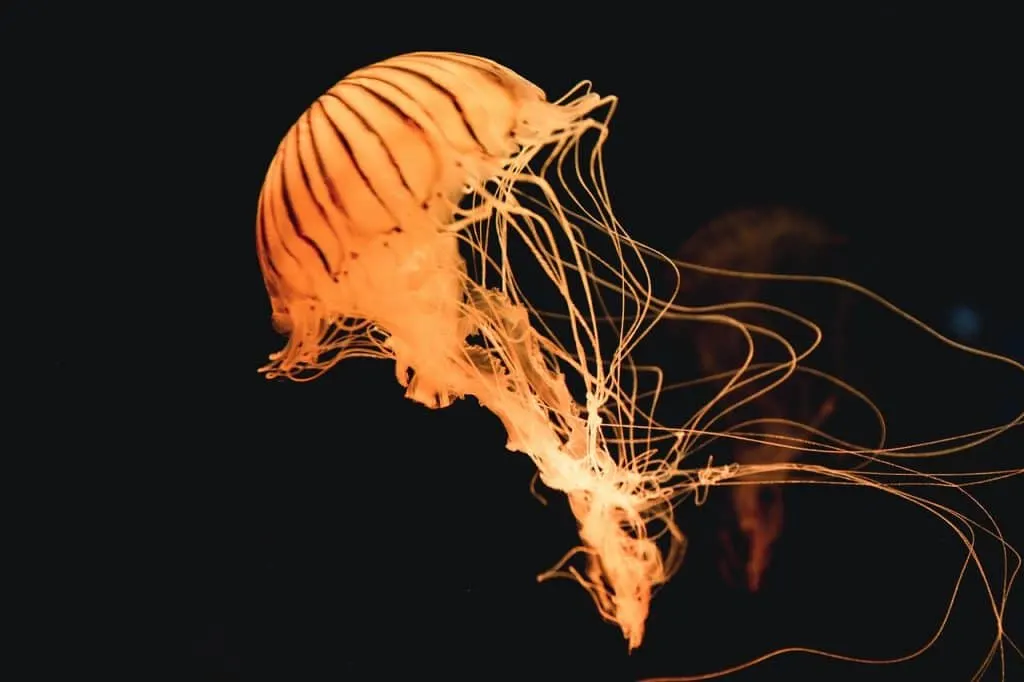 découvrez les enjeux et opportunités de l'extraction minière en haute mer, une méthode innovante pour exploiter les ressources sous-marines tout en préservant l'environnement.