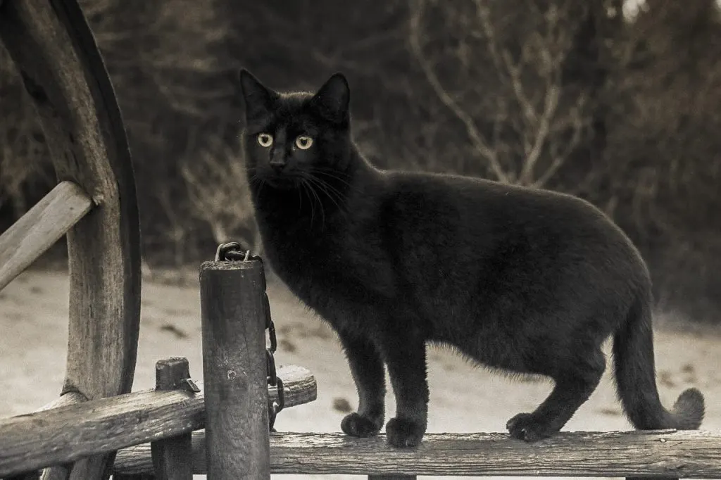 découvrez l'origine, les croyances et l'influence des superstitions dans notre quotidien. explorez les traditions et les mythes qui façonnent nos peurs et nos espoirs.