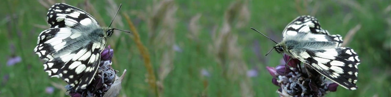 découvrez le talent exceptionnel de ce duo féminin, alliant harmonie et créativité. plongez dans leur univers musical unique, où chaque note raconte une histoire. ne manquez pas cette expérience inoubliable !