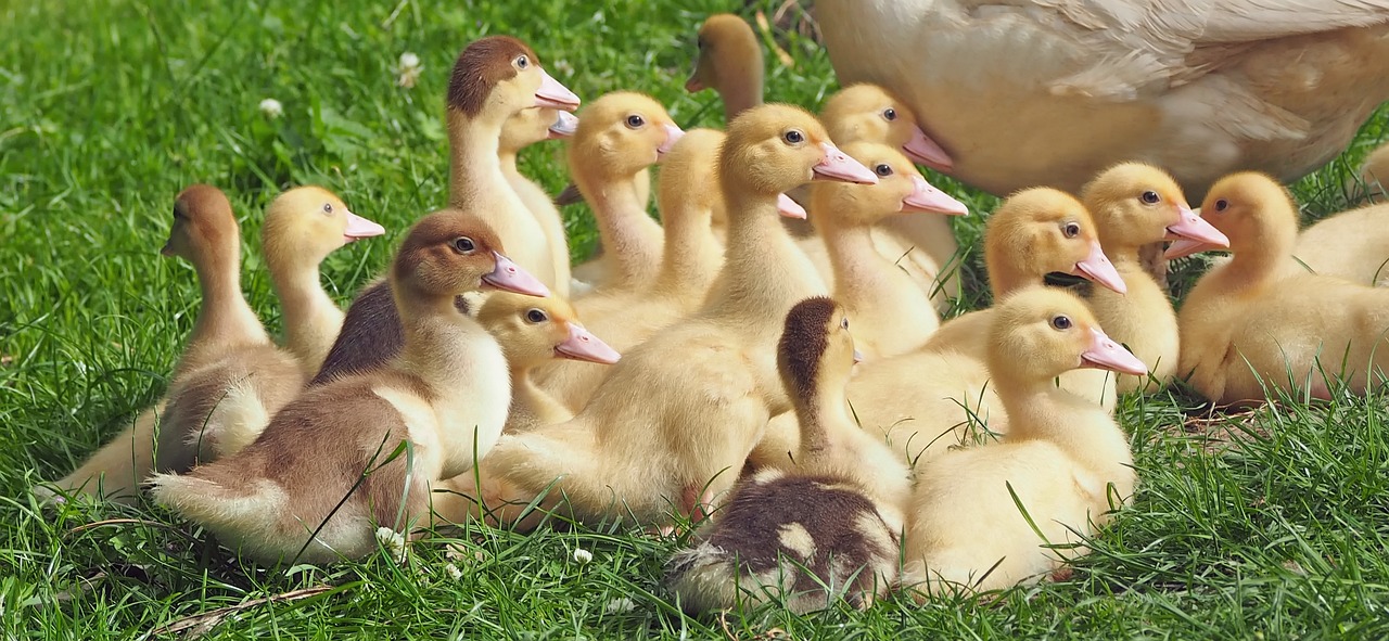 découvrez artisan poultry, votre spécialiste en volaille de qualité supérieure. nos produits, issus d'élevages respectueux, garantissent fraîcheur et goût authentique pour vos plats. offrez à votre table le meilleur de la volaille artisanale.