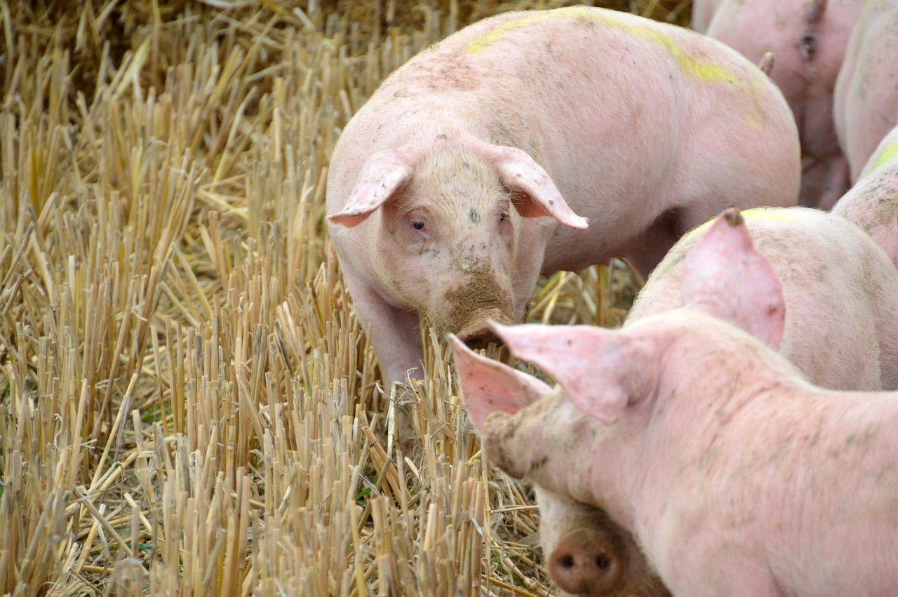 découvrez les différentes facettes de l'exploitation, qu'elle soit agricole, industrielle ou humaine, et comprenez ses enjeux, ses impacts et les stratégies pour une gestion durable et éthique. plongez dans un sujet crucial de notre société moderne.