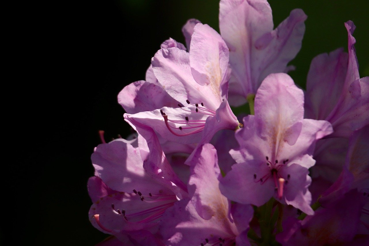 découvrez l'art du landscaping, une combinaison parfaite d'esthétique et de fonctionnalité. transformez votre extérieur en un espace harmonieux et accueillant grâce à des aménagements paysagers créatifs et sur mesure. obtenez des conseils d'experts pour choisir les meilleures plantes, matériaux et designs qui reflètent votre style et valorisent votre propriété.