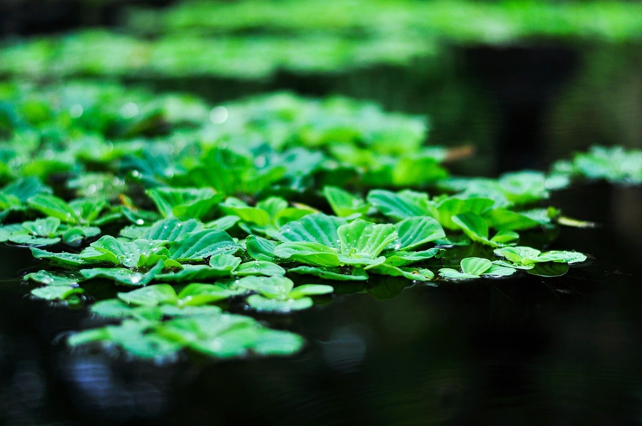 explorez l'univers de la foresterie et découvrez les pratiques durables pour la gestion des forêts. apprenez l'importance de la biodiversité, la conservation des ressources naturelles et les techniques innovantes pour préserver nos écosystèmes forestiers.