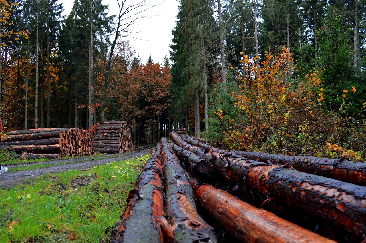 découvrez le monde de la foresterie, un secteur essentiel pour la gestion durable des ressources forestières, la conservation de la biodiversité et le développement économique. explorez les pratiques innovantes et les enjeux environnementaux liés à la protection de nos forêts.