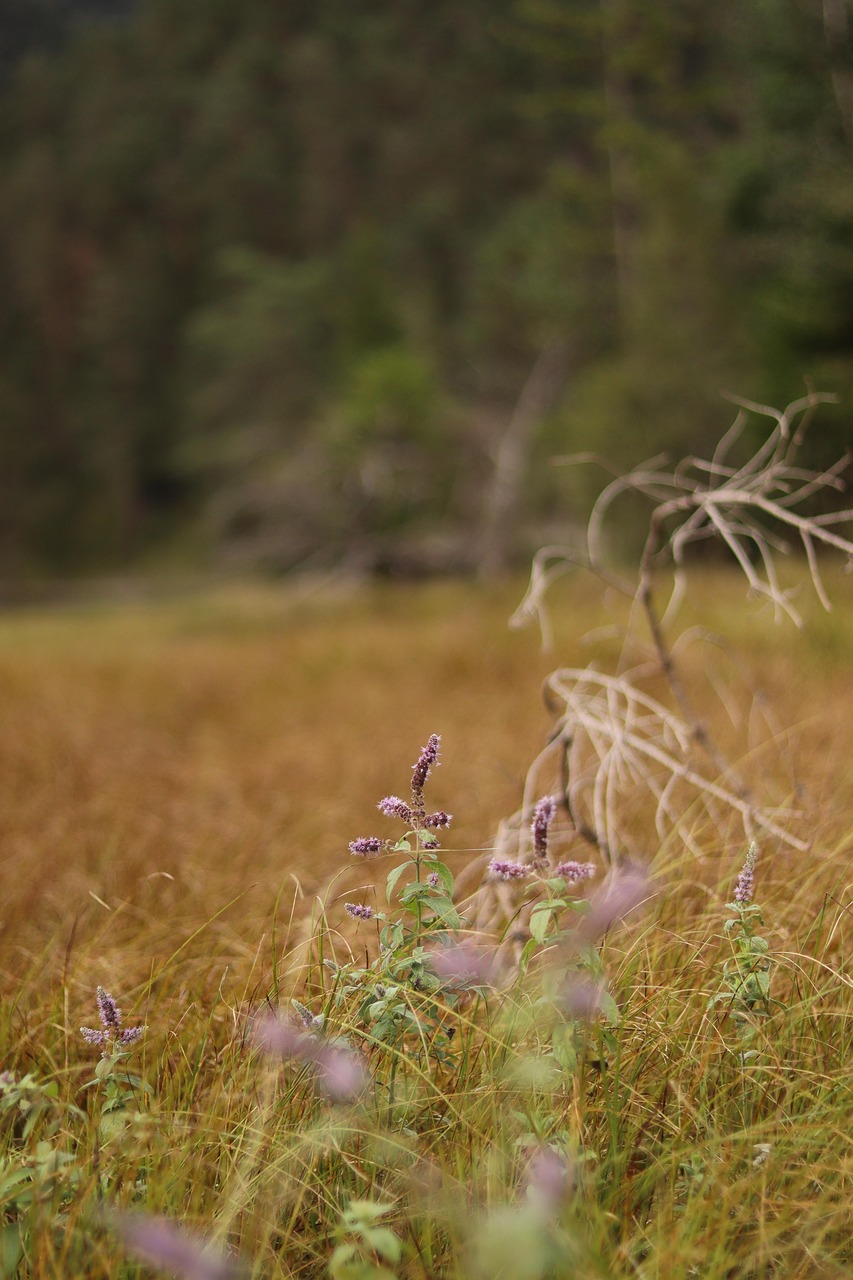 découvrez les bienfaits de l'hysope, une plante aromatique aux vertus médicinales et culinaires, idéale pour parfumer vos plats et renforcer votre bien-être.