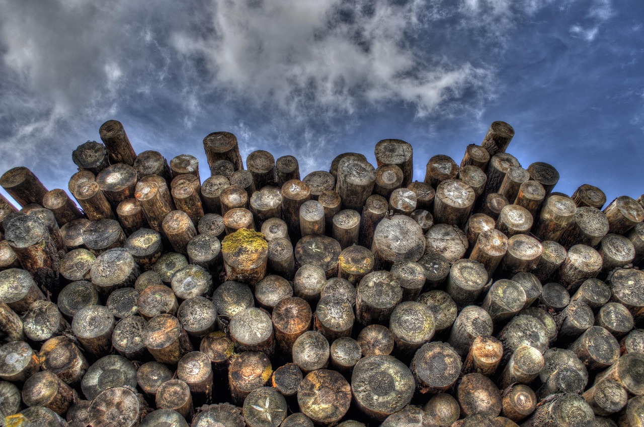 découvrez les causes, les impacts et les solutions face à la déforestation, un enjeu environnemental majeur pour la planète et la biodiversité.