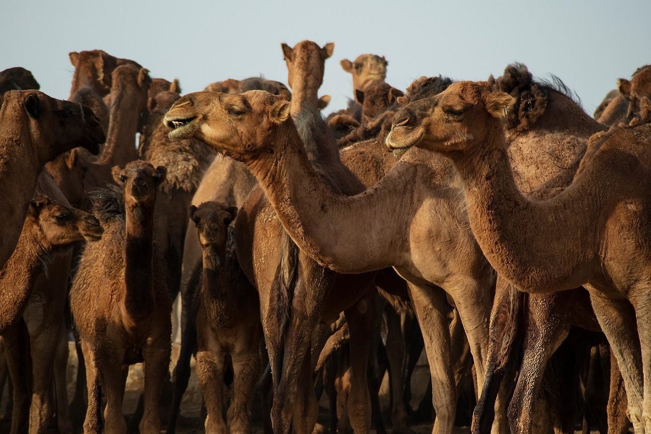alerte concernant l'iran : informations importantes et mises à jour sur la situation en cours.