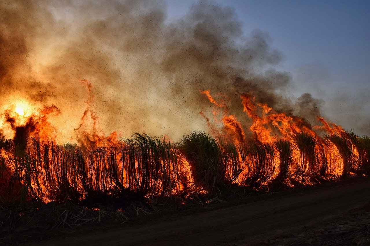informations et actualités sur les incendies de forêt : causes, prévention, impacts et mesures de sécurité pour protéger les populations et l’environnement.